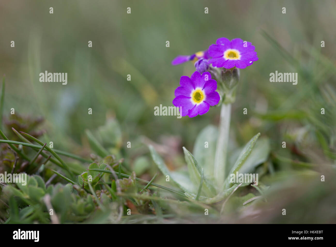 Scottish Primrose; Primula scotica Flower Orkney; UK Stock Photo