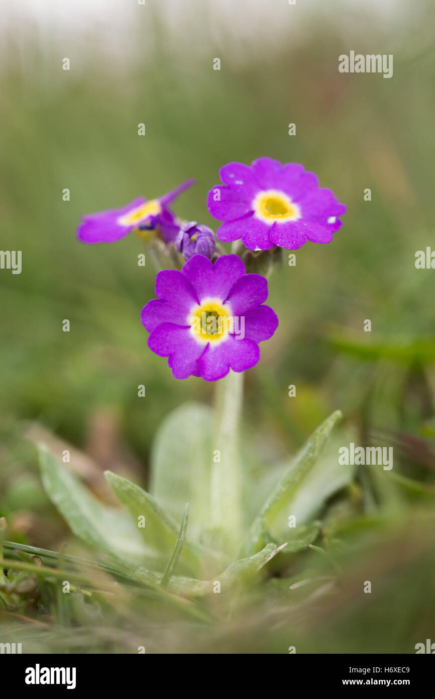 Scottish Primrose; Primula scotica Flower Orkney; UK Stock Photo