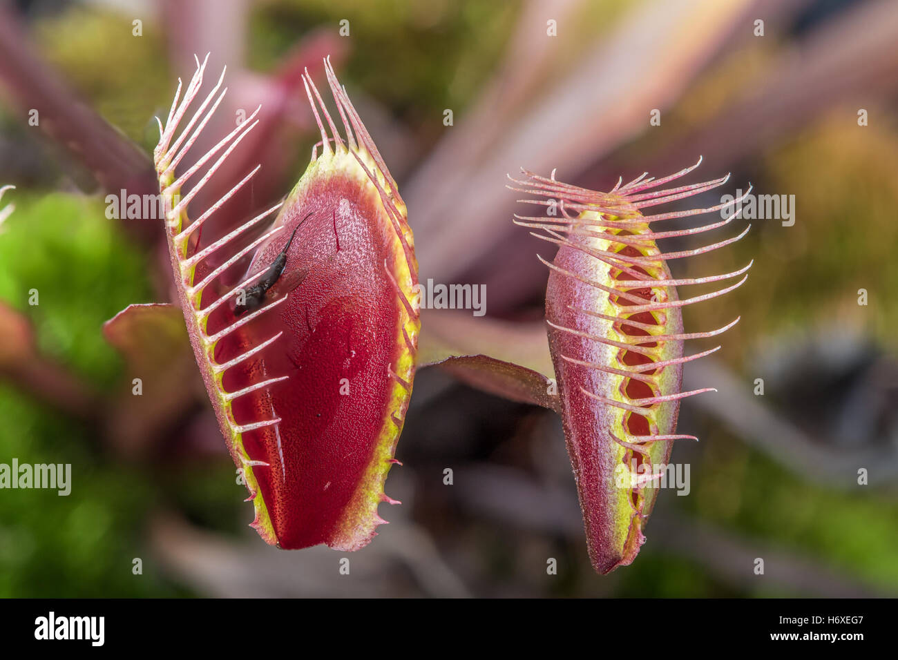 Macro of two  insectivorous venus fly trap (Dionaea muscipula)  one tightly closed and one open Stock Photo