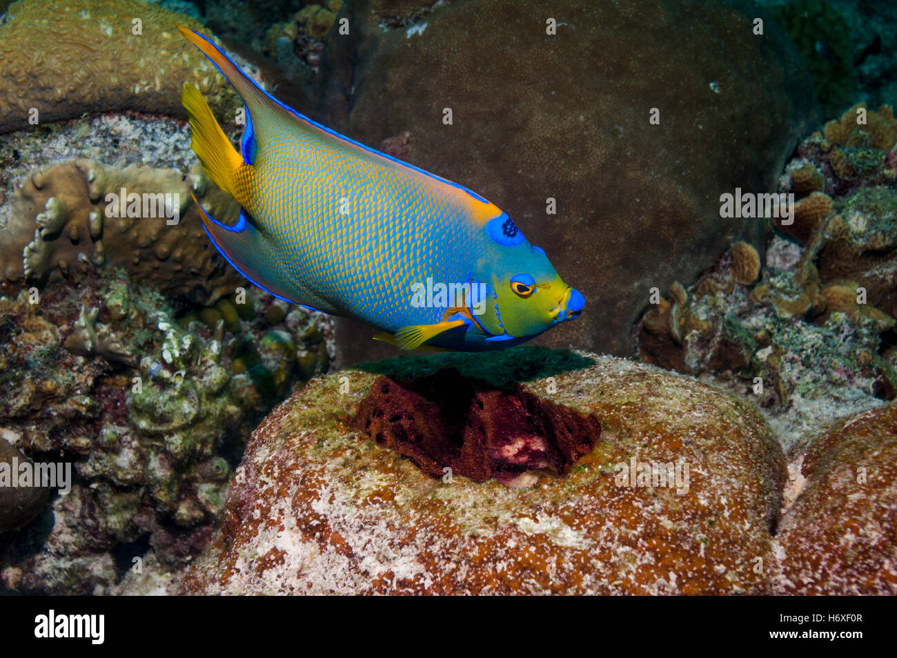 Queen angelfish (Holocanthus ciliaris). Bonaire, Netherlands Antilles ...