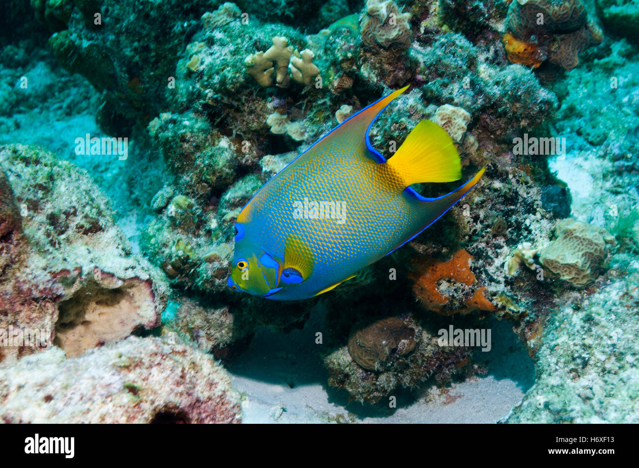 Queen angelfish (Holocanthus ciliaris). Bonaire, Netherlands Antilles ...