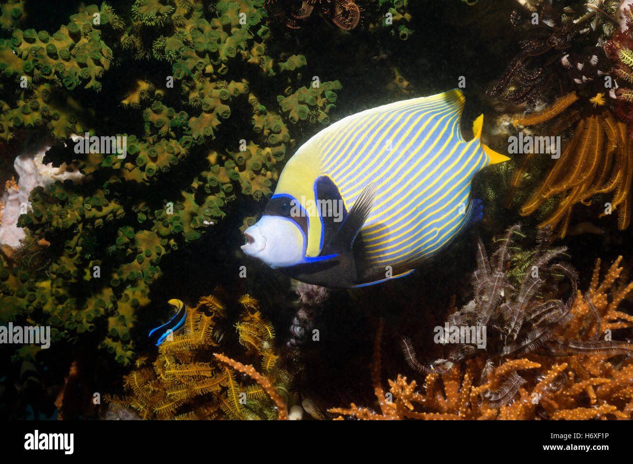 Emperor angelfish [Pomacanthus imperator] with a Cleaning wrasse [Labroides dimidiatus].  Komodo National Park, Indonesia. Stock Photo