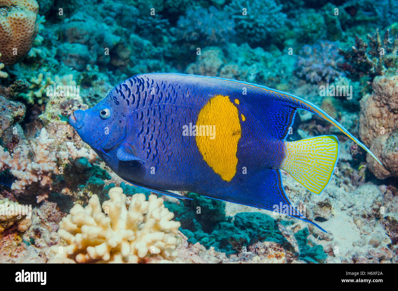 Yellowbar angelfish [Pomacanthus maculosus].  Egypt, Red Sea. Stock Photo