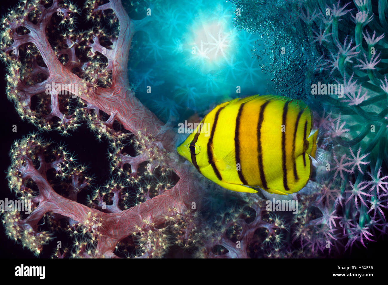 Eight banded butterflyfish (Chaetodon octofasciatus). Stock Photo