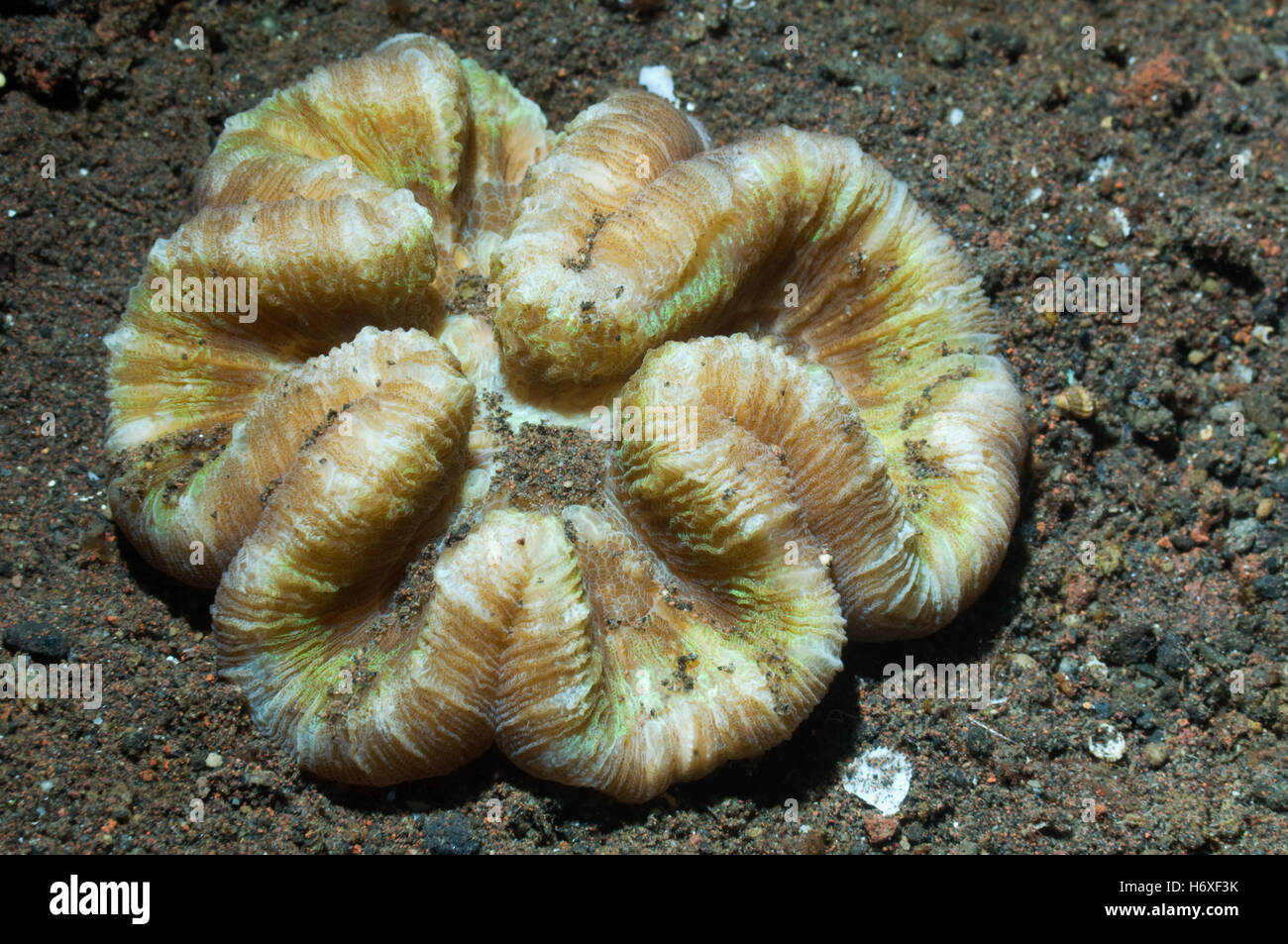 Solitary coral.  (Lobophyllia sp).  Family Mussidae.  Bali, Indonesia. Stock Photo