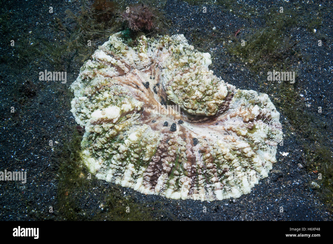 Open / Folded brain coral [Trachyphyllia geoffroyi]. The vivid colours ...