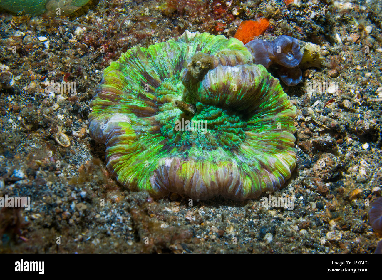 Open / Folded brain coral [Trachyphyllia geoffroyi]. The vivid colours