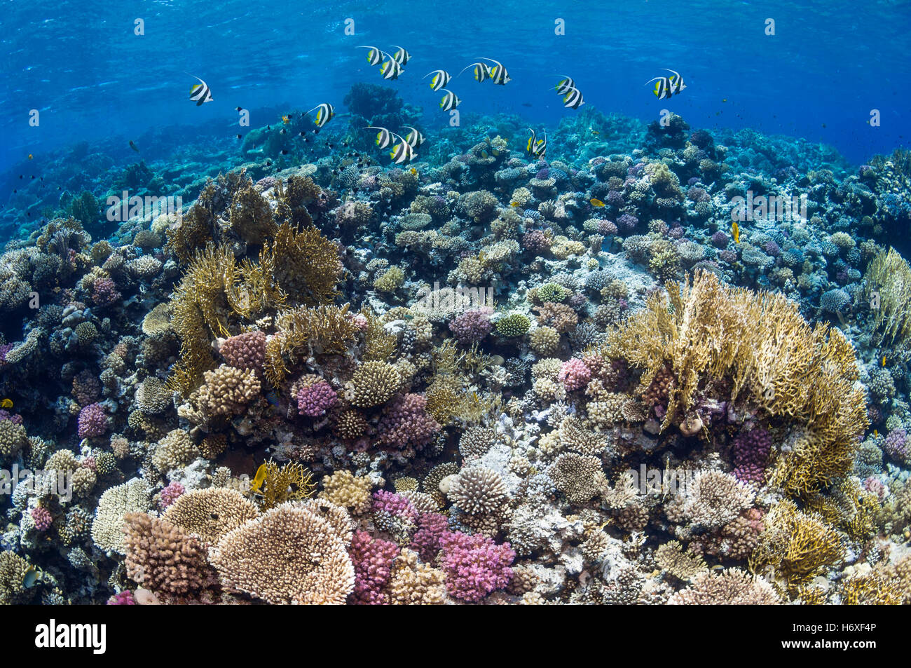 Top of coral reef with Red Sea bannerfish [Heniochus intermedius].  Egypt, Red Sea. Stock Photo