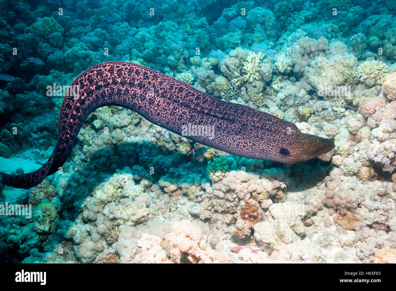 Giant moray [Gymnothorax javanicus] free swimming.  Egypt, Red Sea. Stock Photo