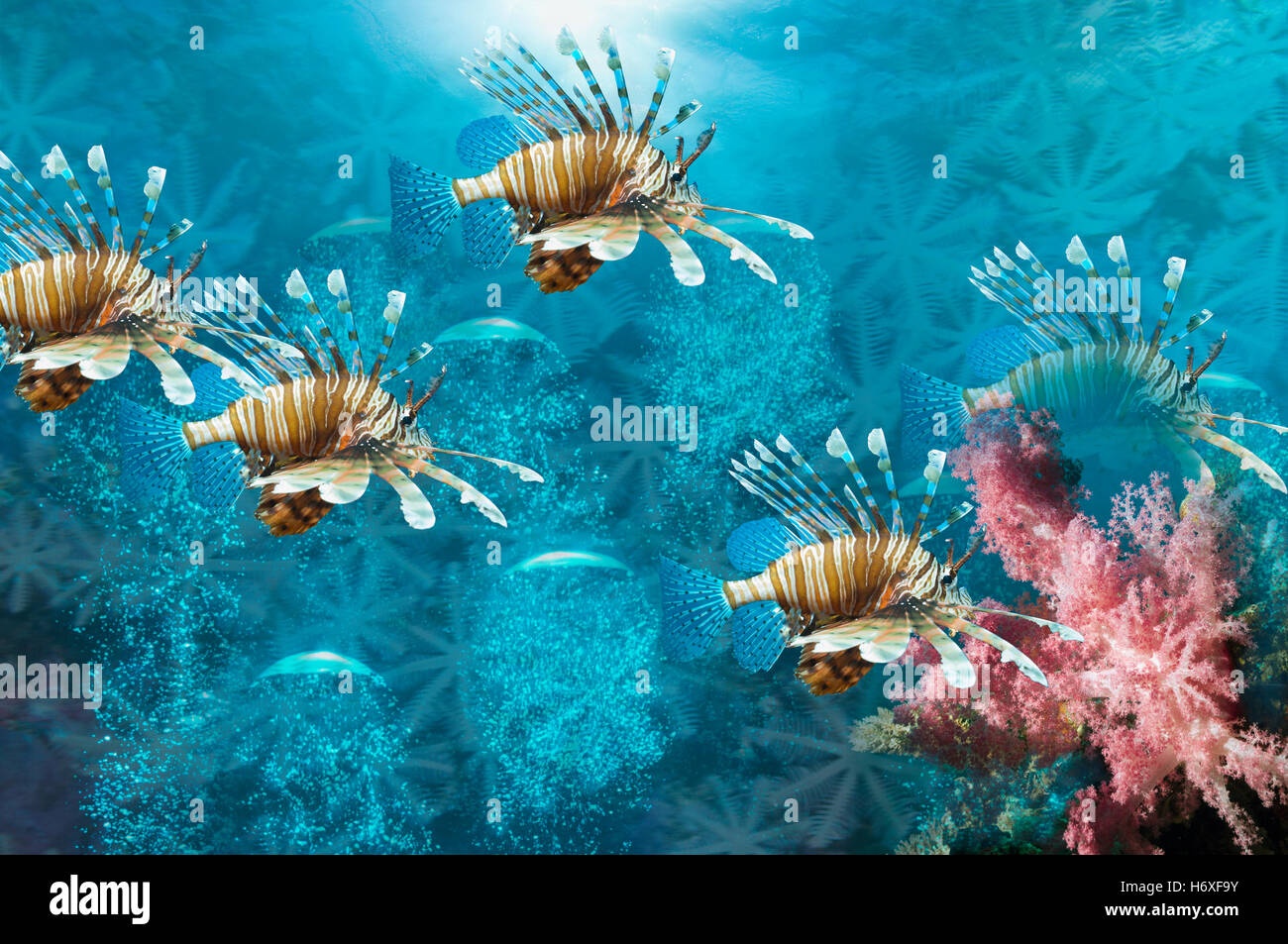 Lionfish montage with bubbles and soft coral Stock Photo