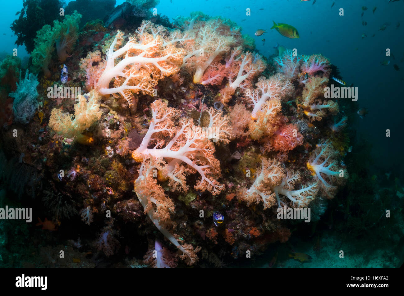 Tree coral (Scleronephthya sp).  Rinca, Komodo National Park, Indonesia. Stock Photo