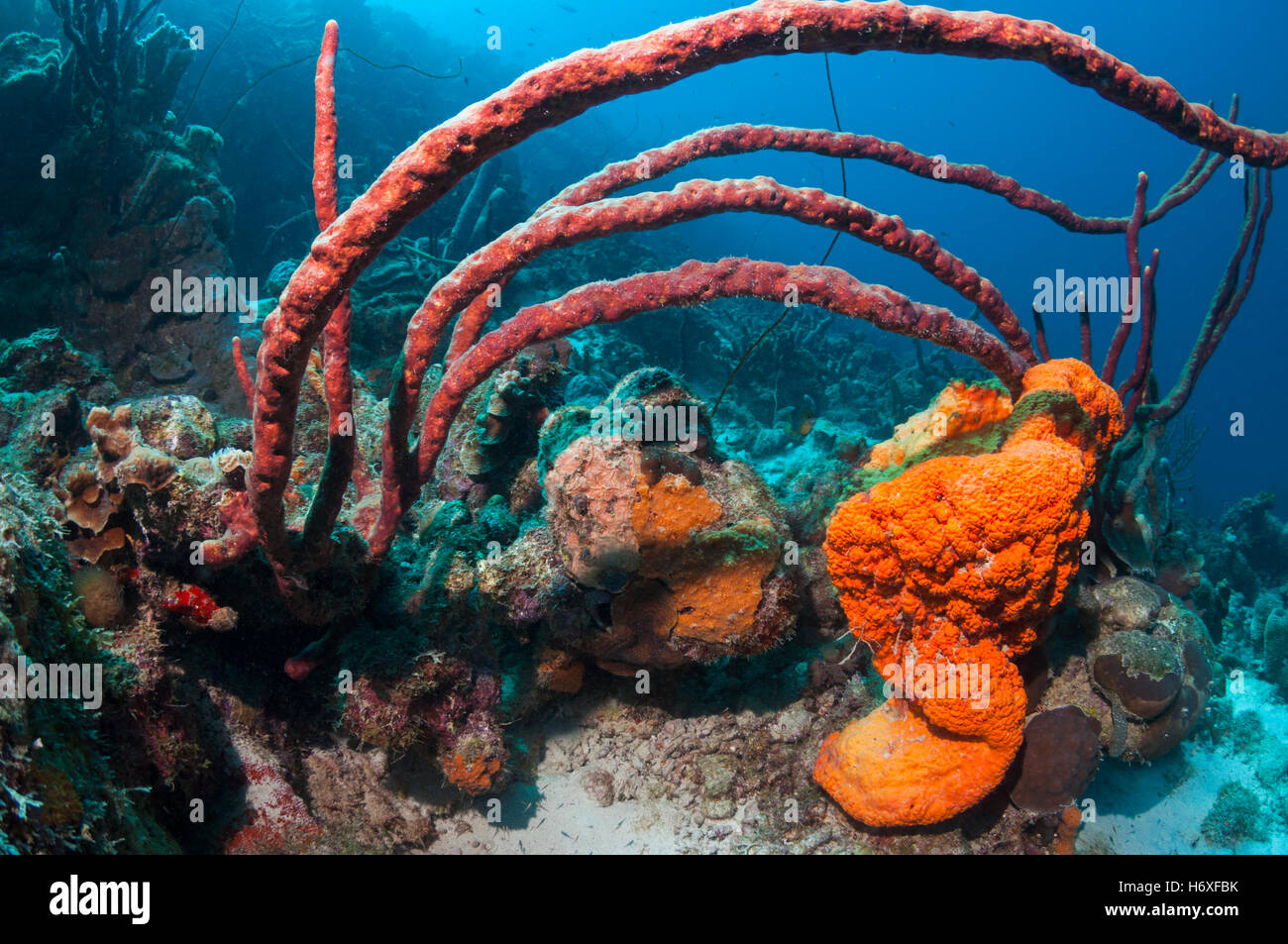 Elephant-ear sponge (Agelas cathrodes) and Red rope sponge (Amphimedon compressa). Stock Photo