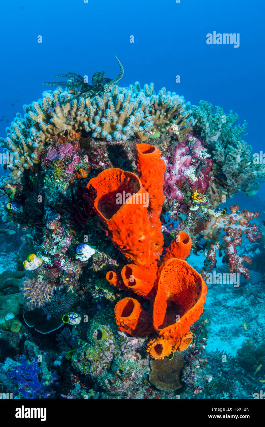 Sponge on coral.  Raja Ampat, West Papua, Indonesial. Stock Photo