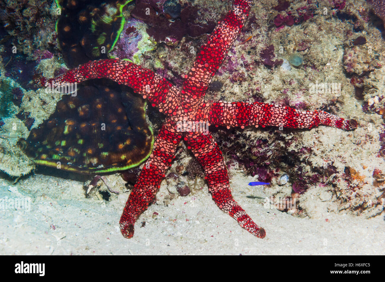 Bumpy sea star [Gomophia gomophia?]. West Papua, Indonesia Stock Photo ...