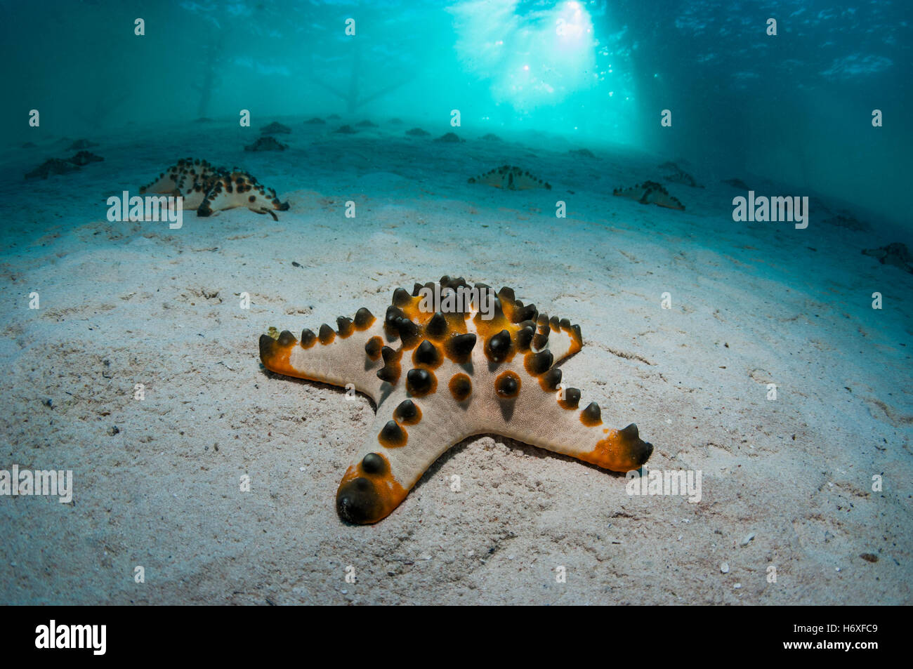 Chocolate Chip sea star or Horned sea star (Protoreaster nodosus) on sandy bottom.  Mabul, Malaysia. Stock Photo