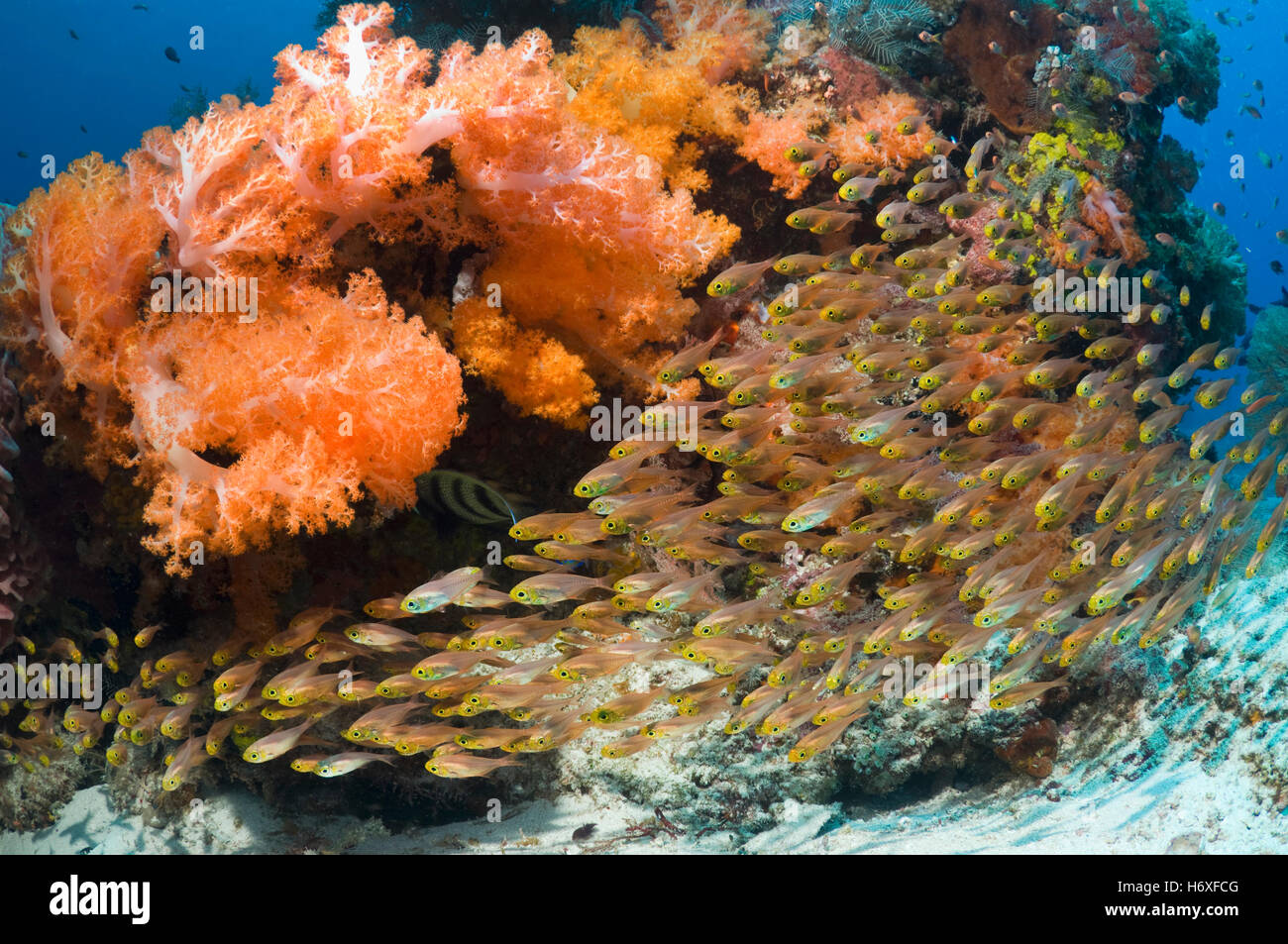 Coral reef with school of sweepers (Parapriacanthus ransonetti).  Indonesia.  (Digital capture). Stock Photo