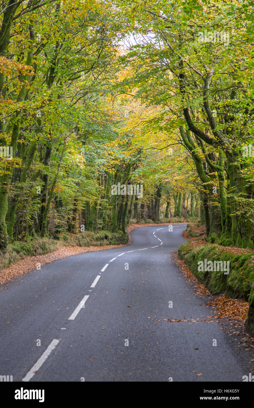 A country road in autumn. England, UK Stock Photo