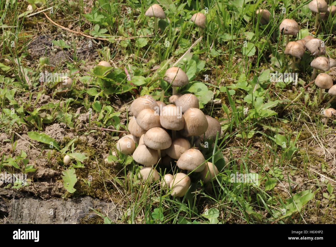 Forest mushrooms in the grass available in high-resolution and several sizes to fit the needs of your project Stock Photo