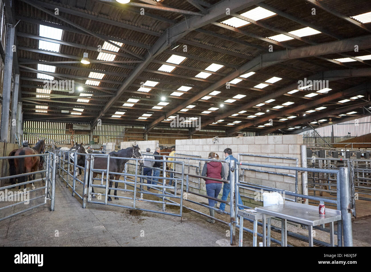 horse and livestock auction barn beeston castle england uk Stock Photo