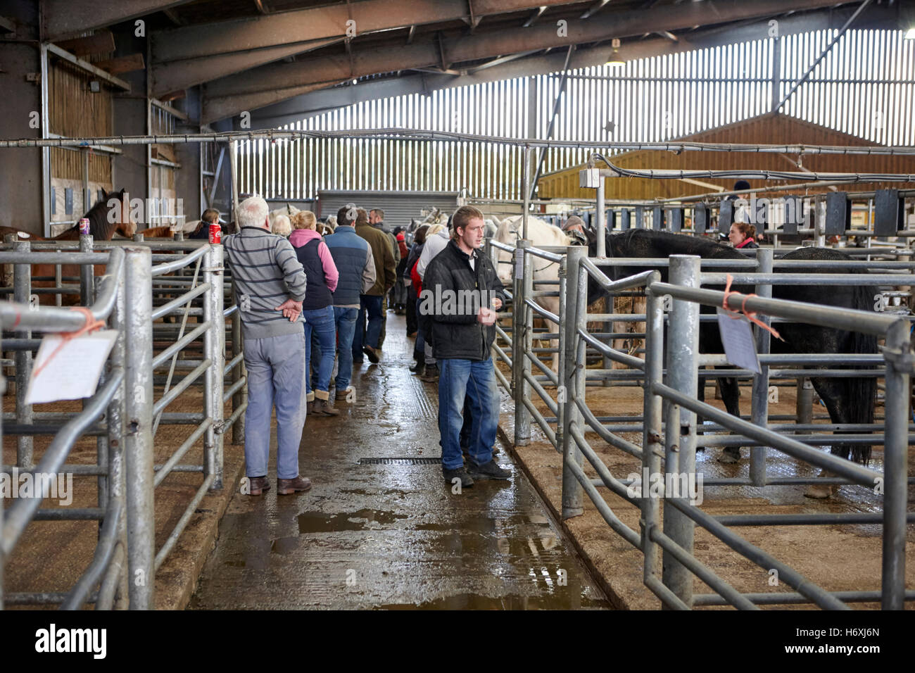 Livestock Auction Stock Photos Livestock Auction Stock Images