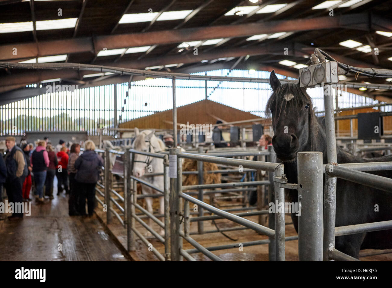Livestock Auction House Stock Photos Livestock Auction House
