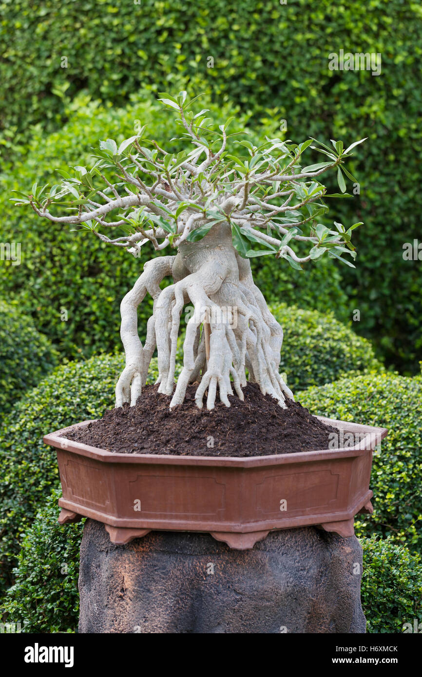 Deciduous bonsai trees tree hires stock photography and images Alamy