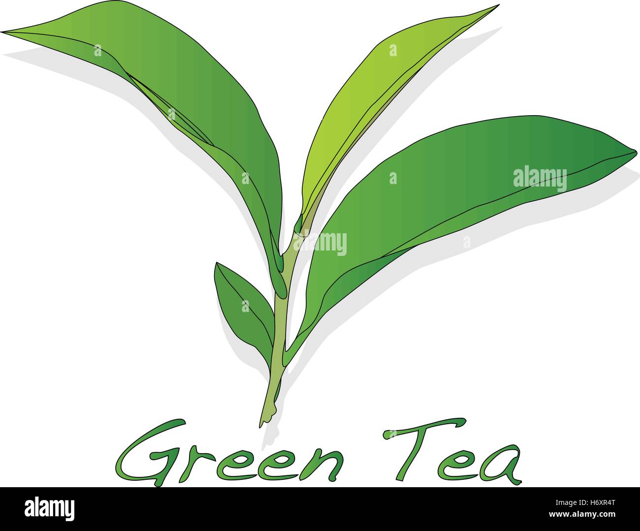 Green tea leaf vector artwork isolated Stock Vector Image & Art - Alamy
