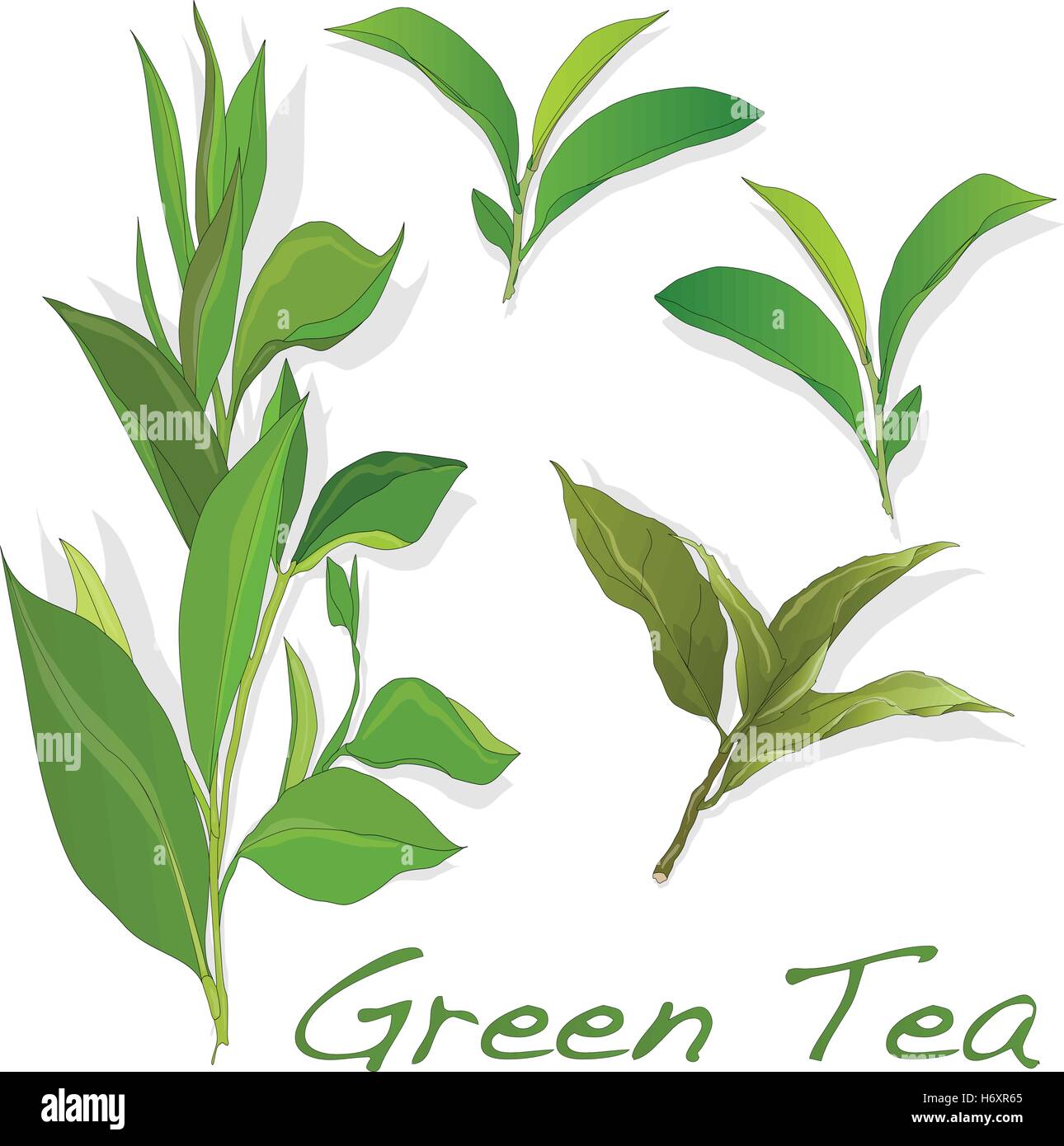 green tea leaf vector illustration isolated on white background Stock ...