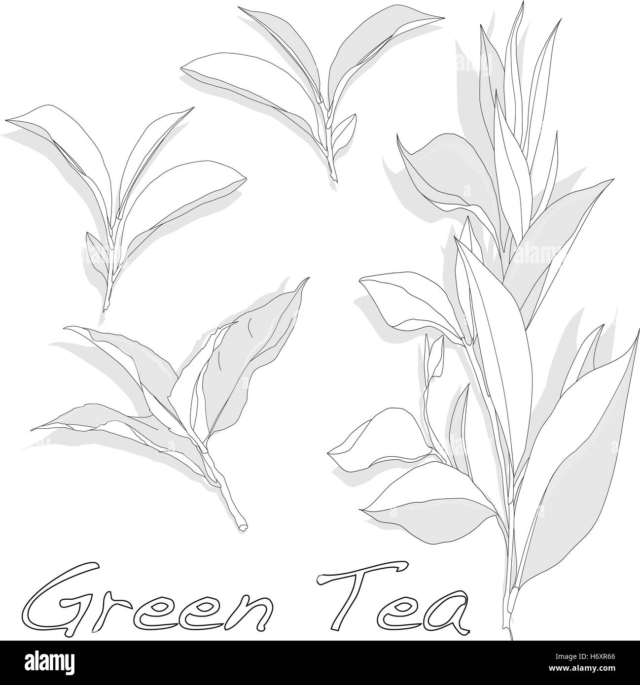 green tea leaf vector illustration isolated on white background Stock