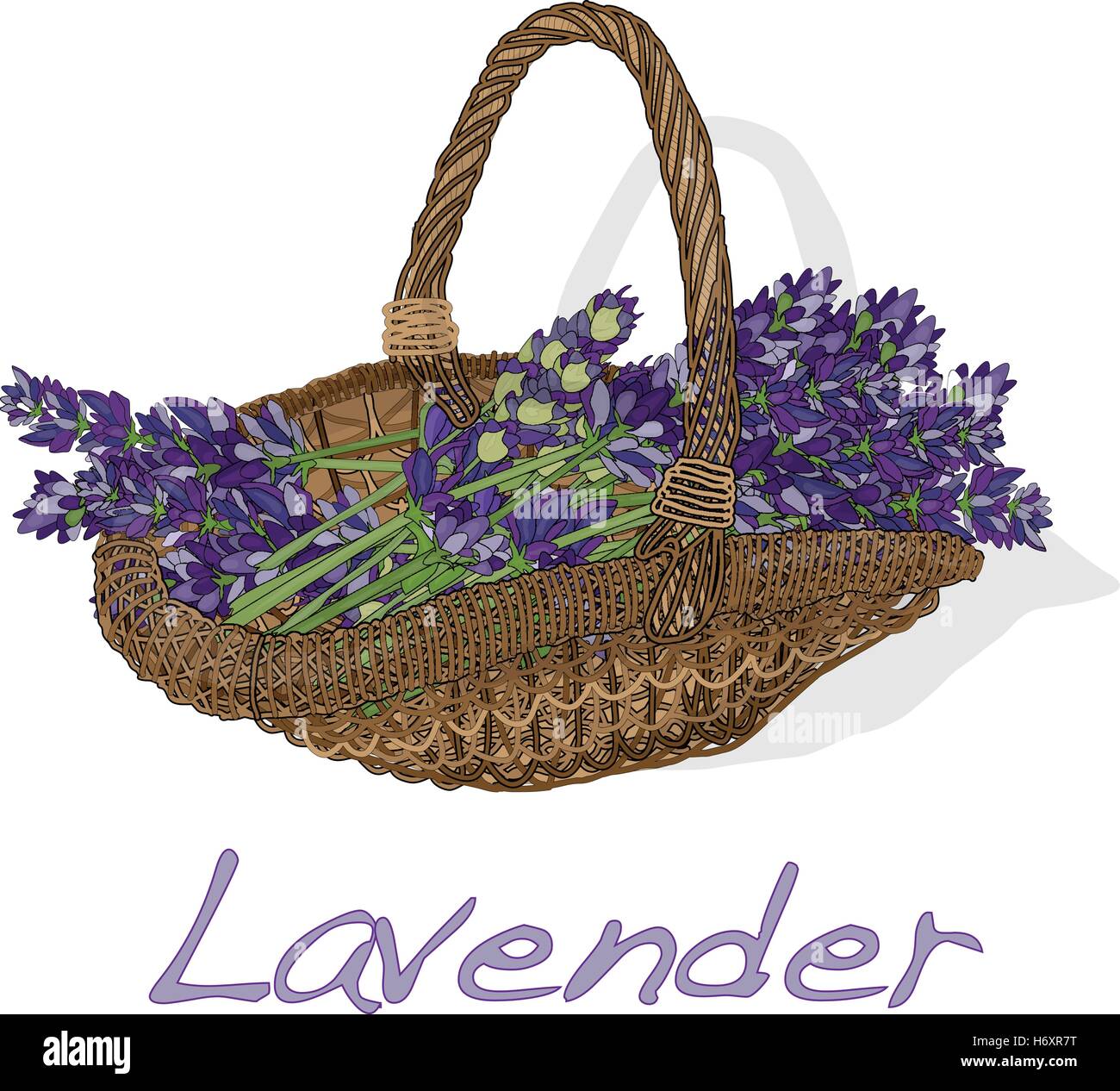 Lavender flower vector isolated Stock Vector Image & Art - Alamy