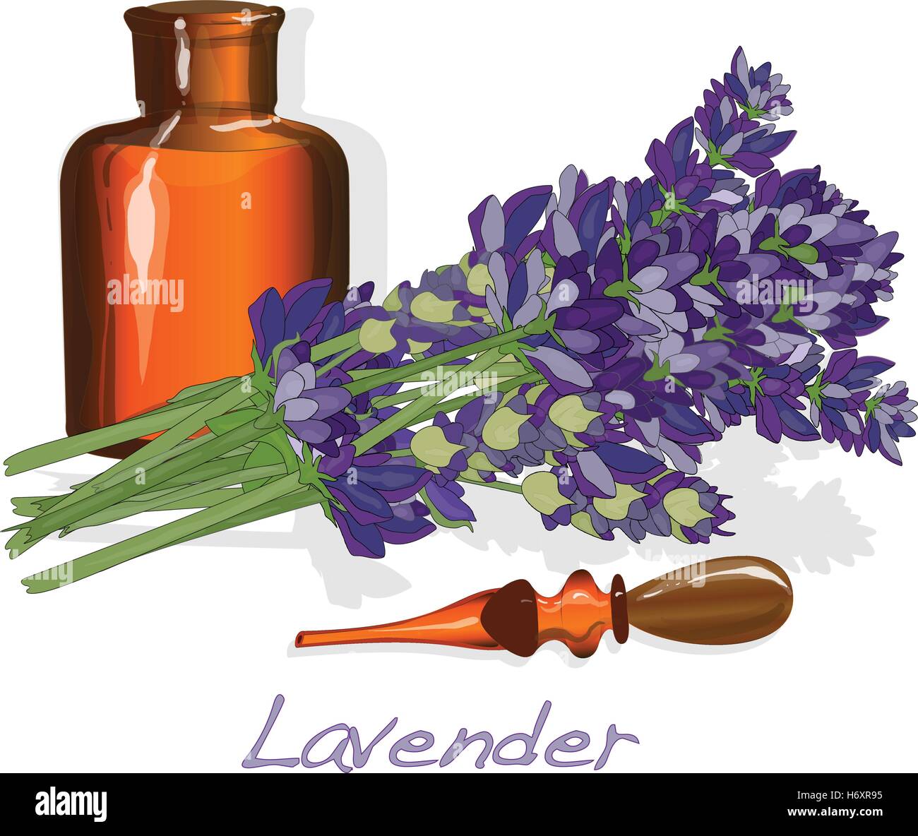 Lavender flower vector isolated Stock Vector Image & Art - Alamy