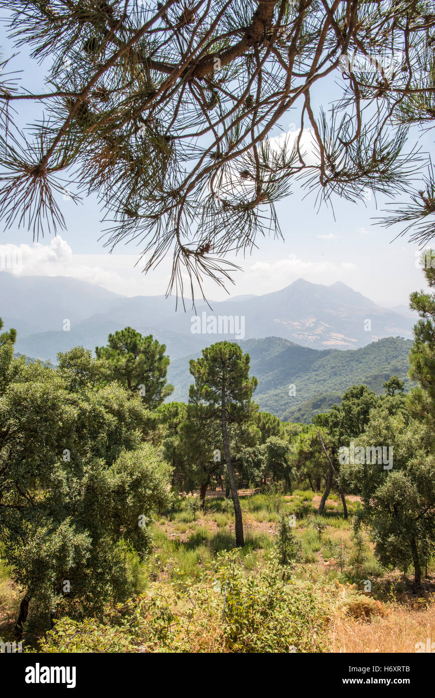 Pine trees forest mountain hi-res stock photography and images - Alamy