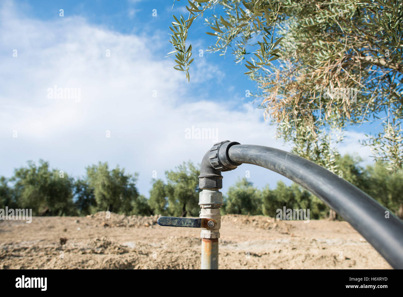 Olive trees and irrigation systems Stock Photo Alamy