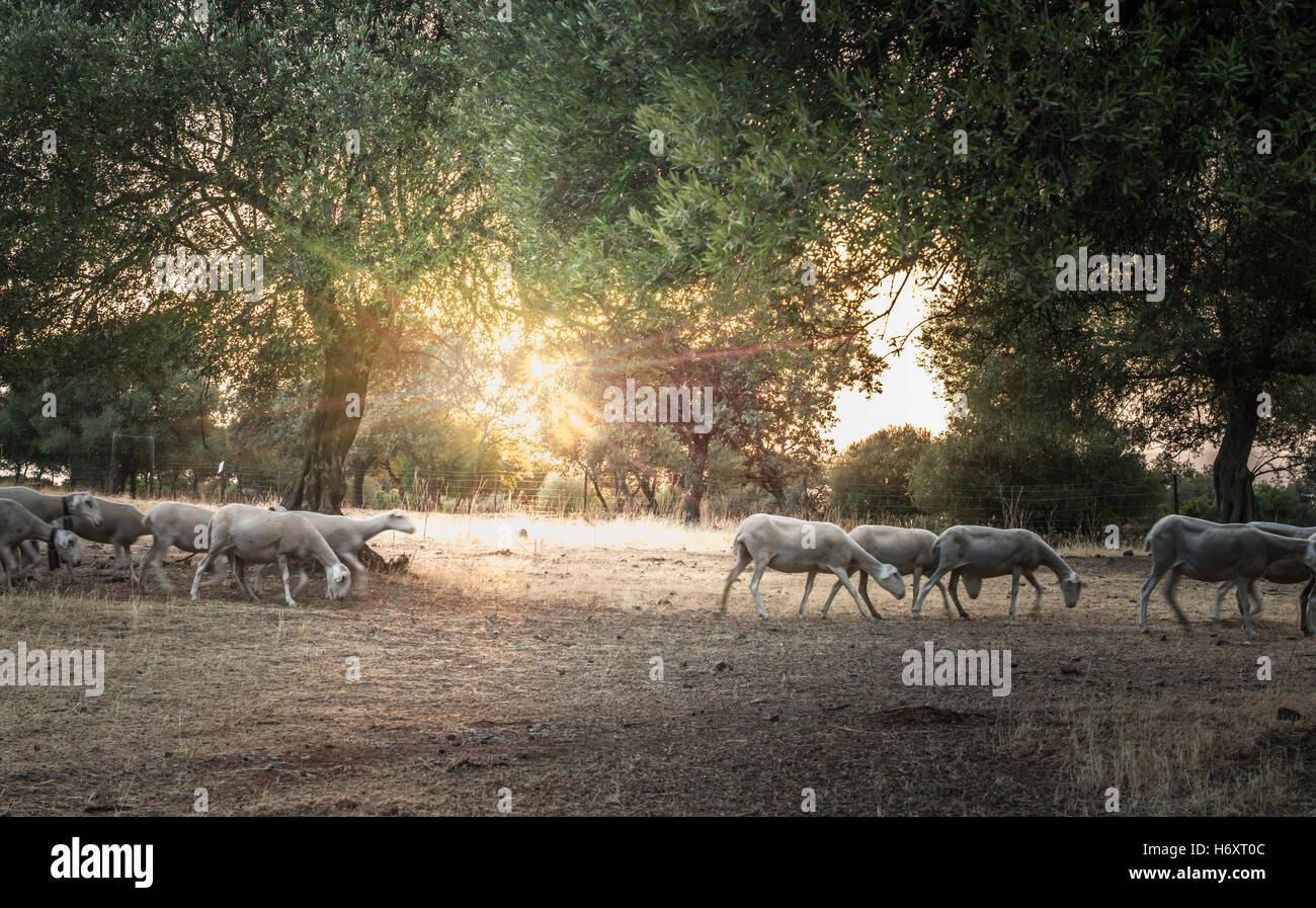 Flock of sheep at sunset in the mountain Stock Photo - Alamy
