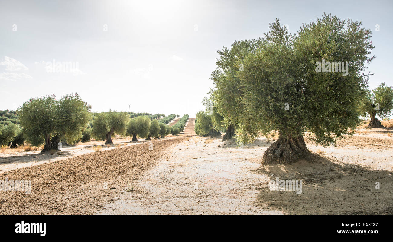 Olive tree farm hi-res stock photography and images - Alamy