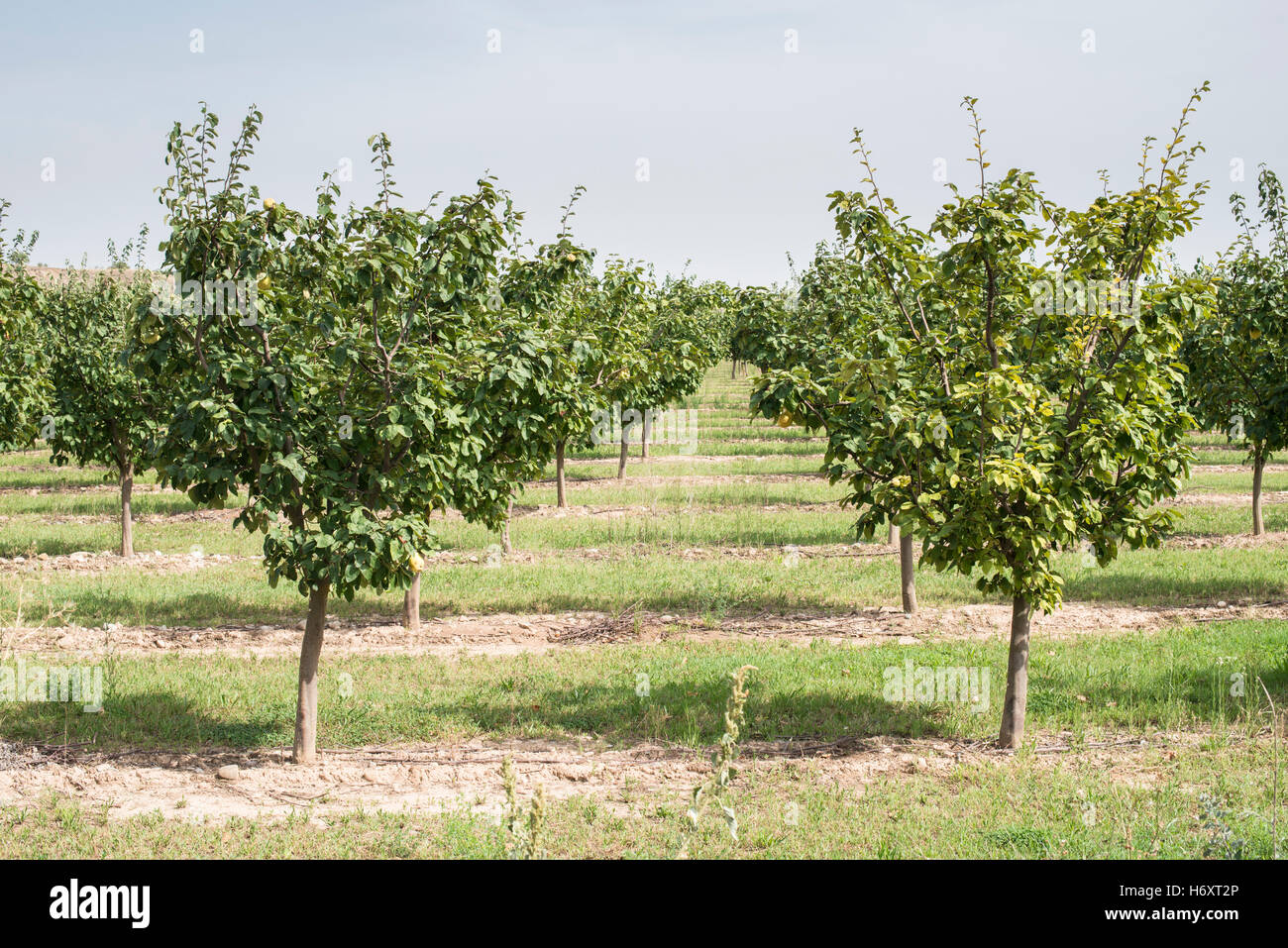 Quince orchard. Quince trees. Stock Photo