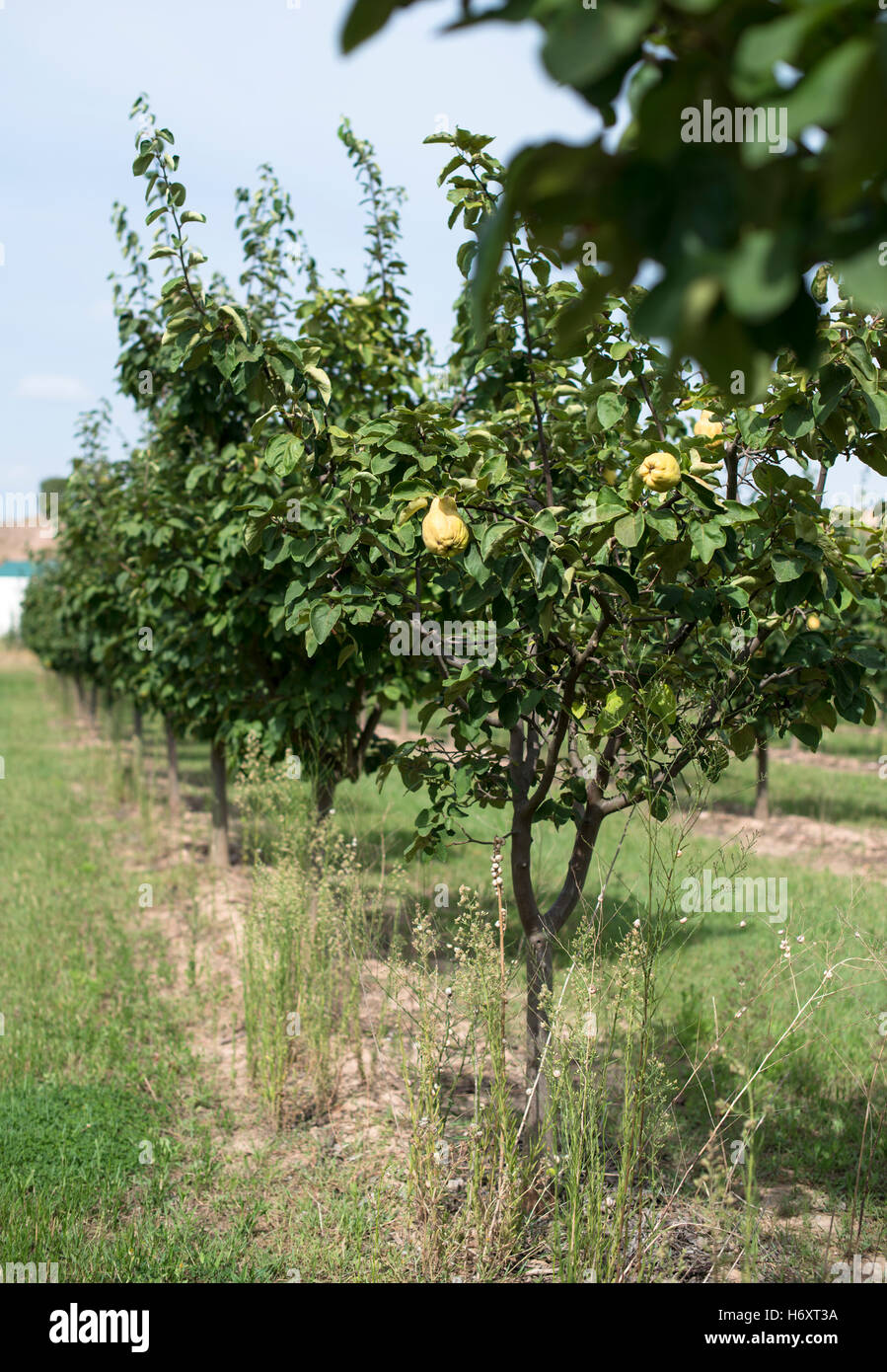 Quince orchard. Quince trees Stock Photo Alamy