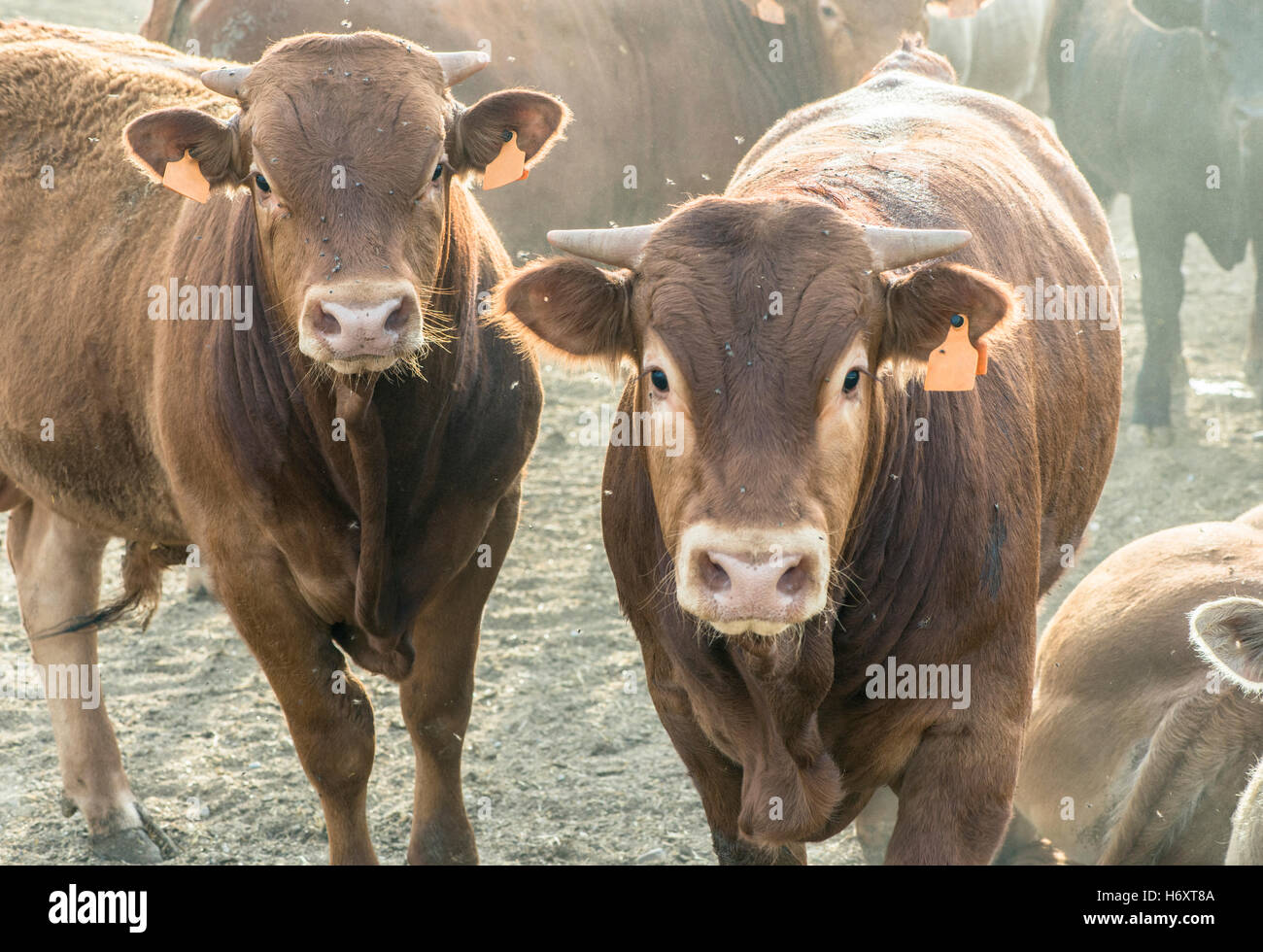 Calves in farm for veal Stock Photo Alamy