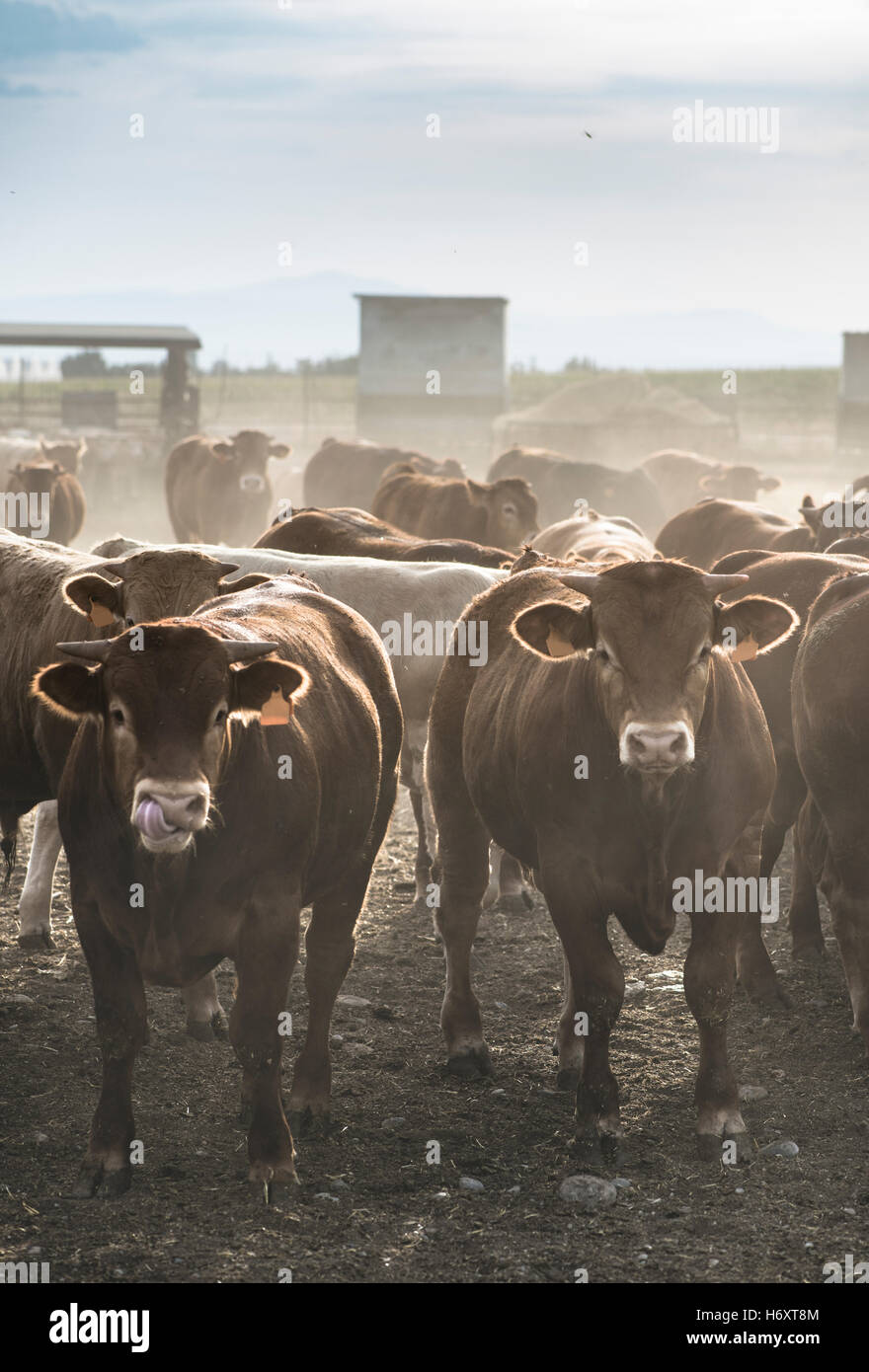 Calves in farm for veal Stock Photo Alamy