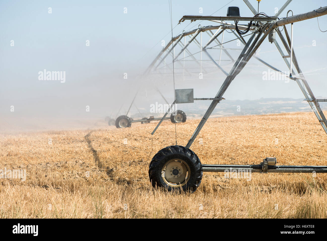 Irrigation sprayers in the field. Yellow plants Stock Photo Alamy