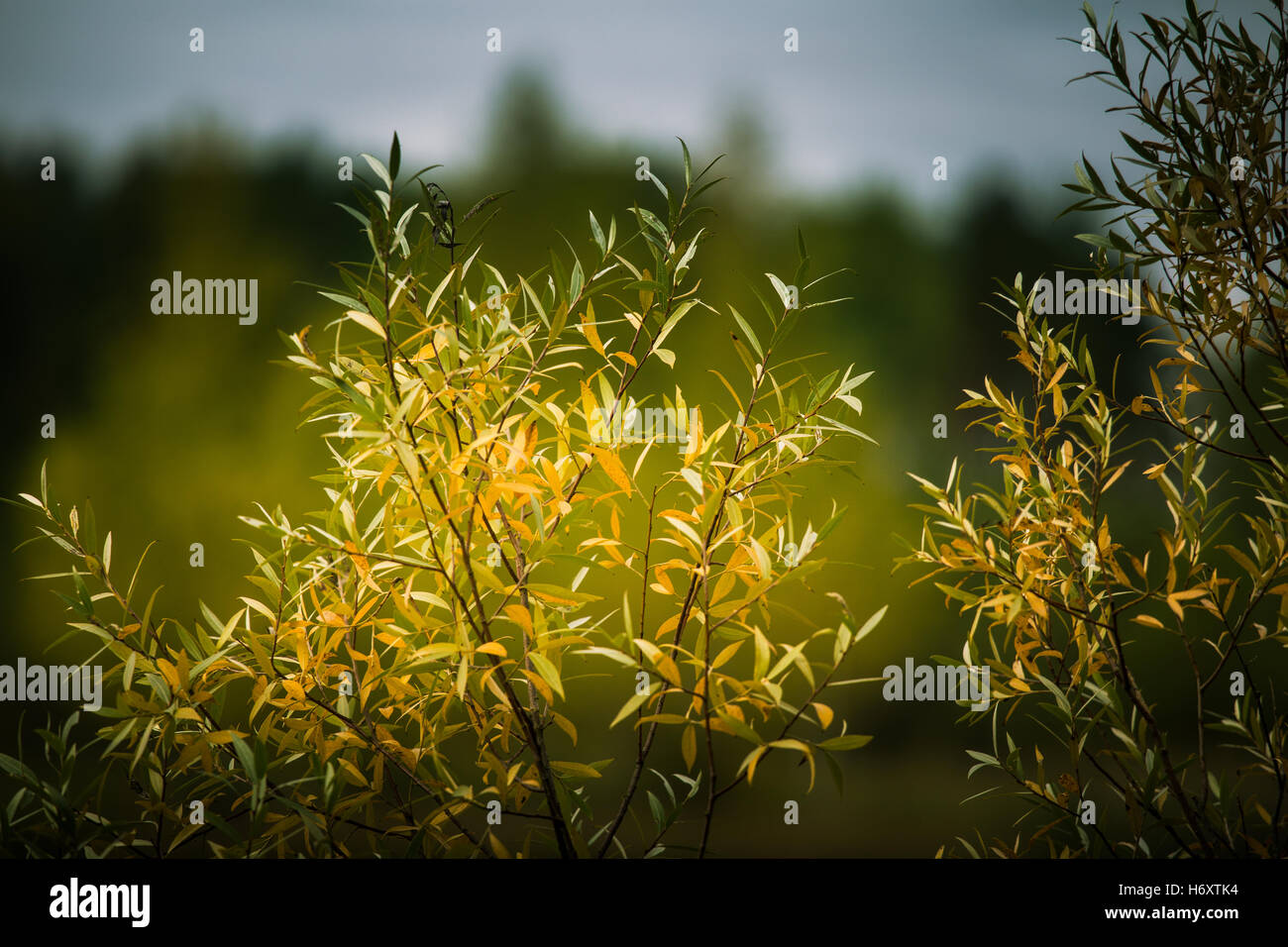 Yellow and green autumn leaves on a blurry background Stock Photo - Alamy