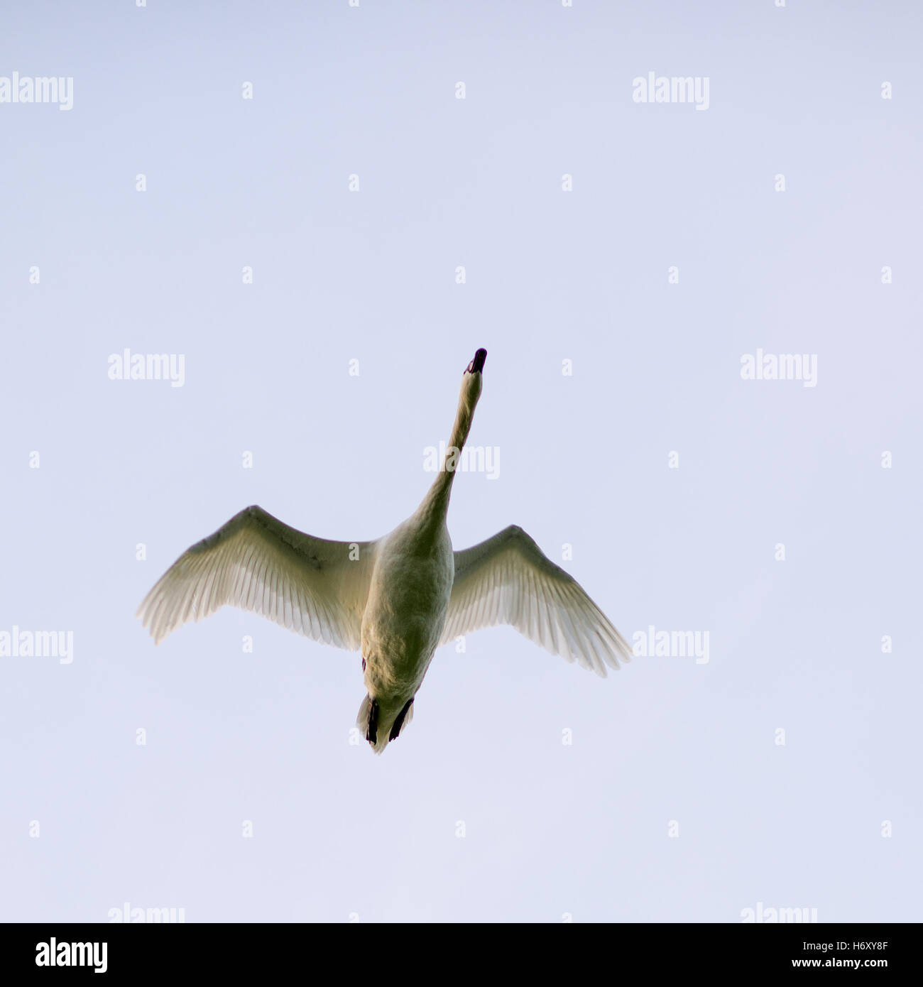 Sticking your neck out. White swan in flight. Stock Photo