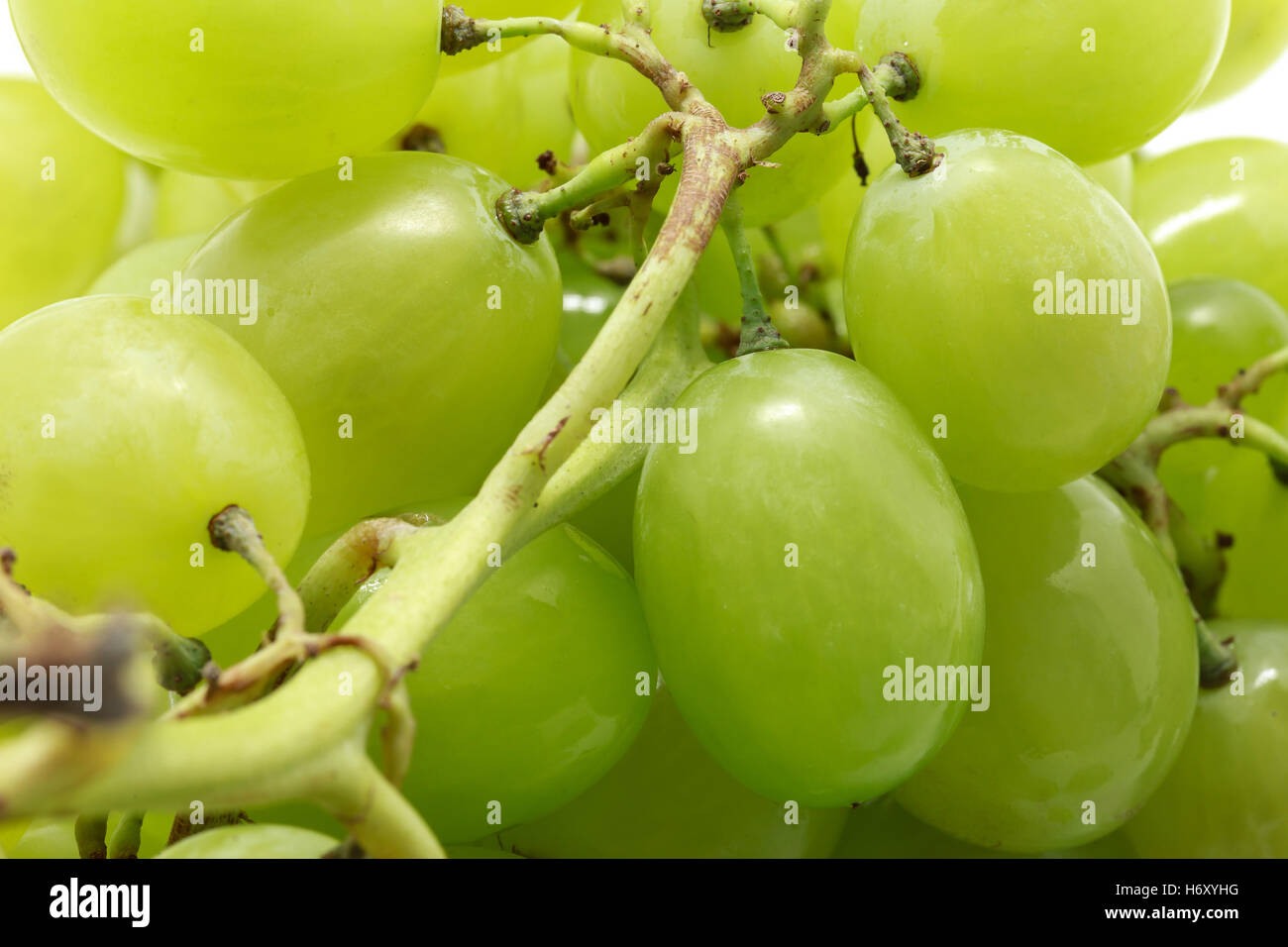 July Muscat Moscato grapes hi-res stock photography and images - Alamy
