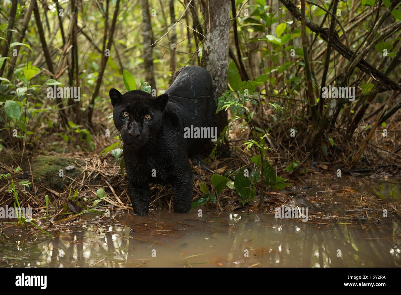 A black Jaguar explores a water creek inside the rainforest Stock Photo
