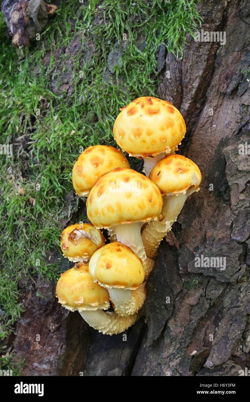 Pholiota limonella hi-res stock photography and images - Alamy