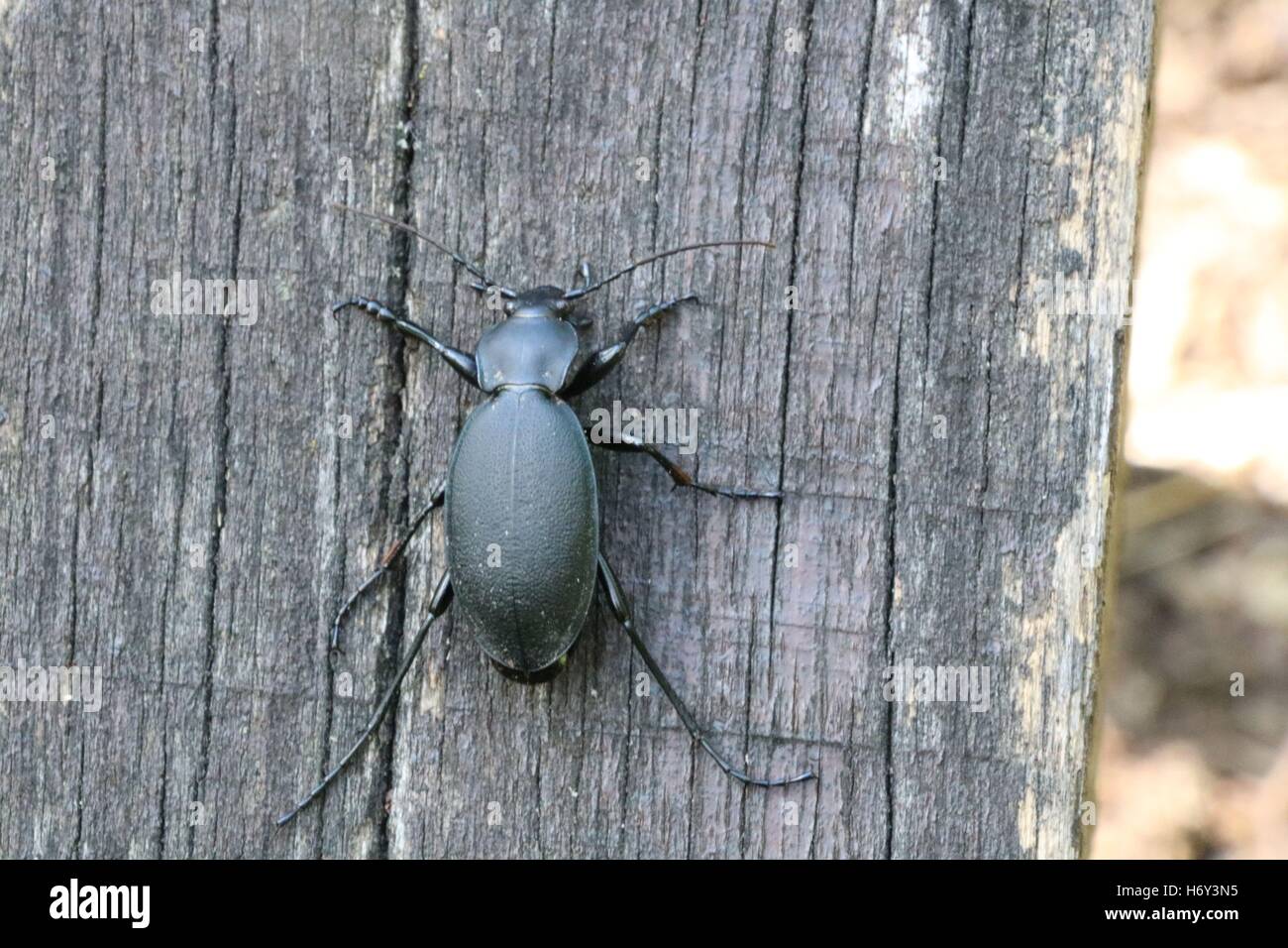 Black beetle or insect available in high-resolution and several sizes ...