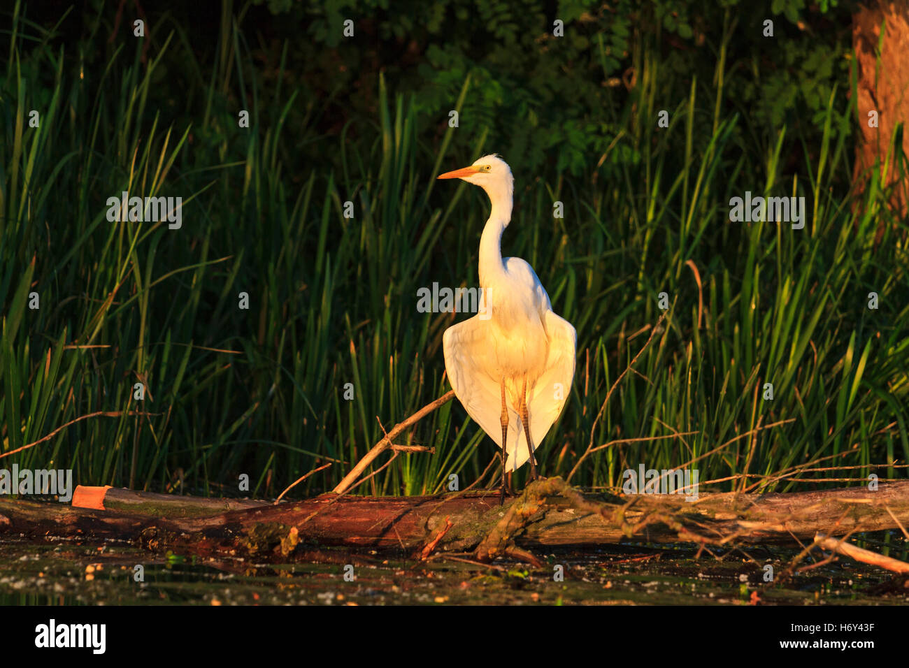 great white heron wings dry in the sun rising Stock Photo