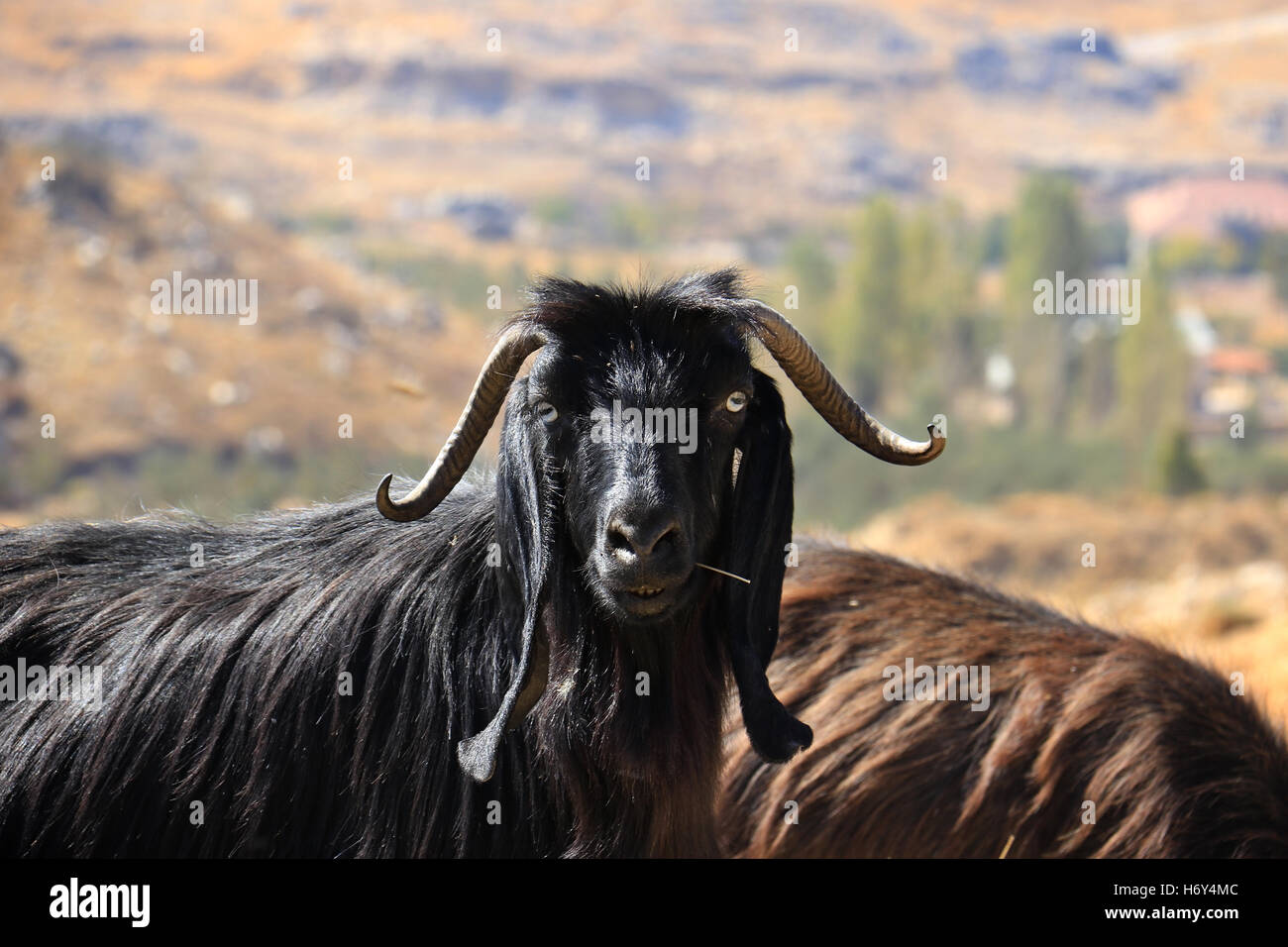 A goat posing for the camera while chewing a stick. Stock Photo