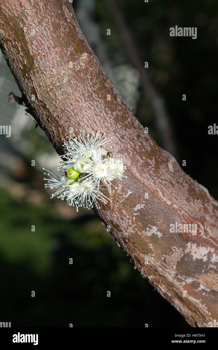 Flowers of Brazilian grapetree or jabuticaba (Plinia cauliflora) Stock Photo