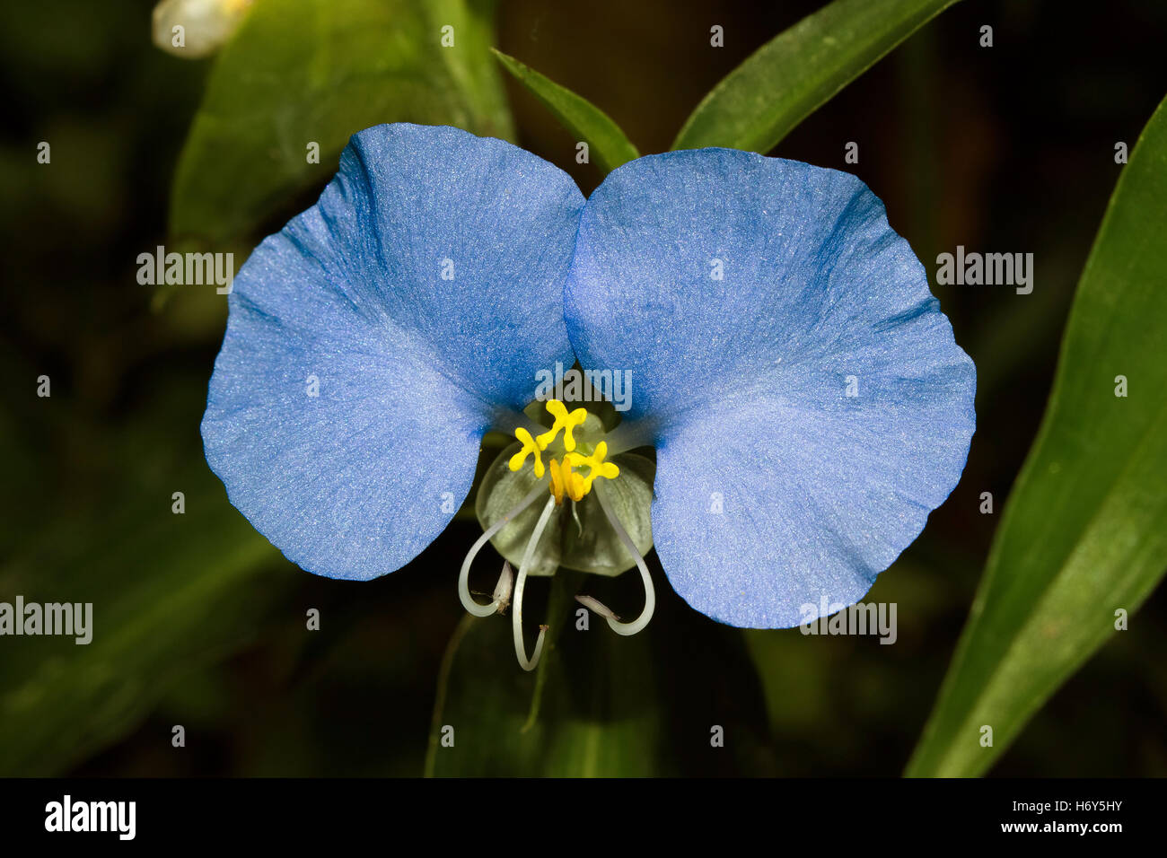 A beautiful little blue flower with yellow organs known a slender dayflower (Commelina erecta), a perennial and edible herb Stock Photo